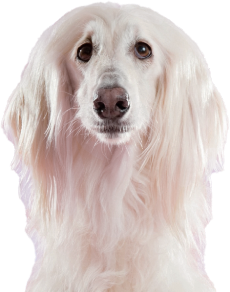 Banner Dog